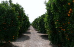 Orangeraie le long de la route