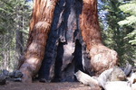 Yos&eacute;mite Parc - Les s&eacute;quoias