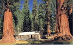 Yos&eacute;mite Parc - Les s&eacute;quoias