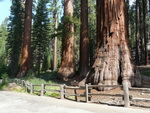 Yos&eacute;mite Parc - Les s&eacute;quoias